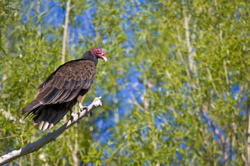 Turkey Vulture